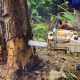 tree+fertilization+in+greenwood+village+co-644h