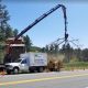 tree+trimming+in+highlands+ranch+co-315w